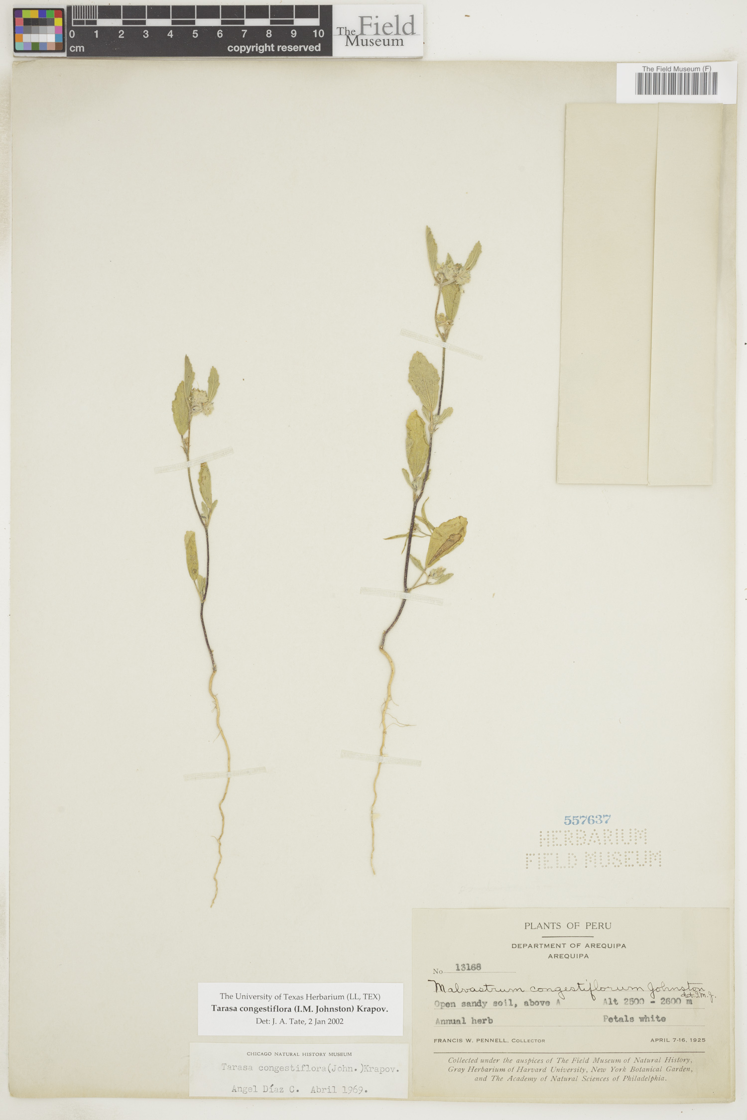 Tarasa congestiflora image