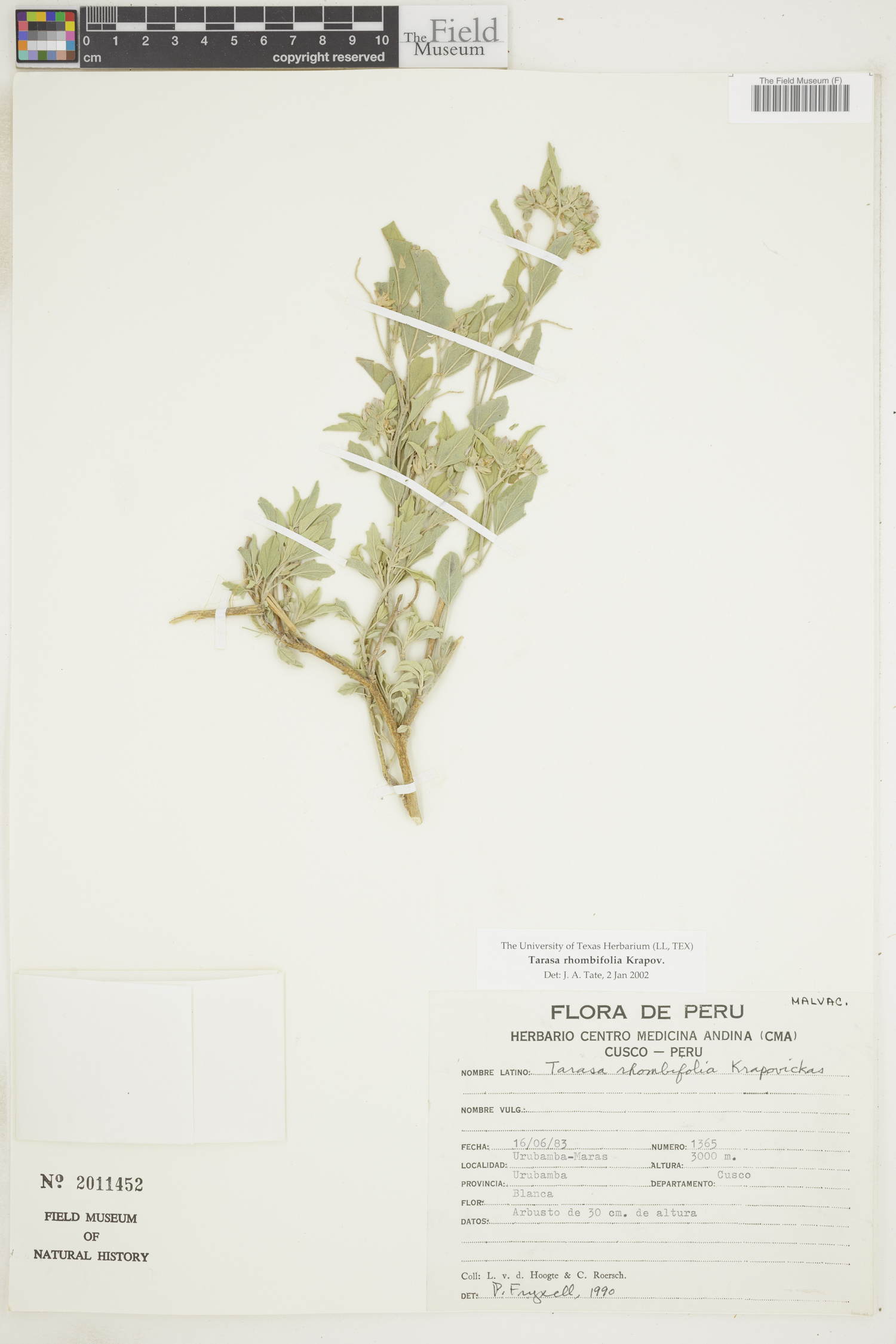 Tarasa rhombifolia image