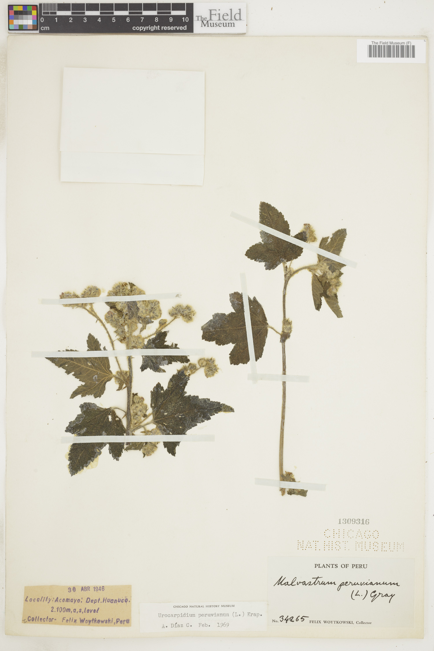 Urocarpidium peruvianum image