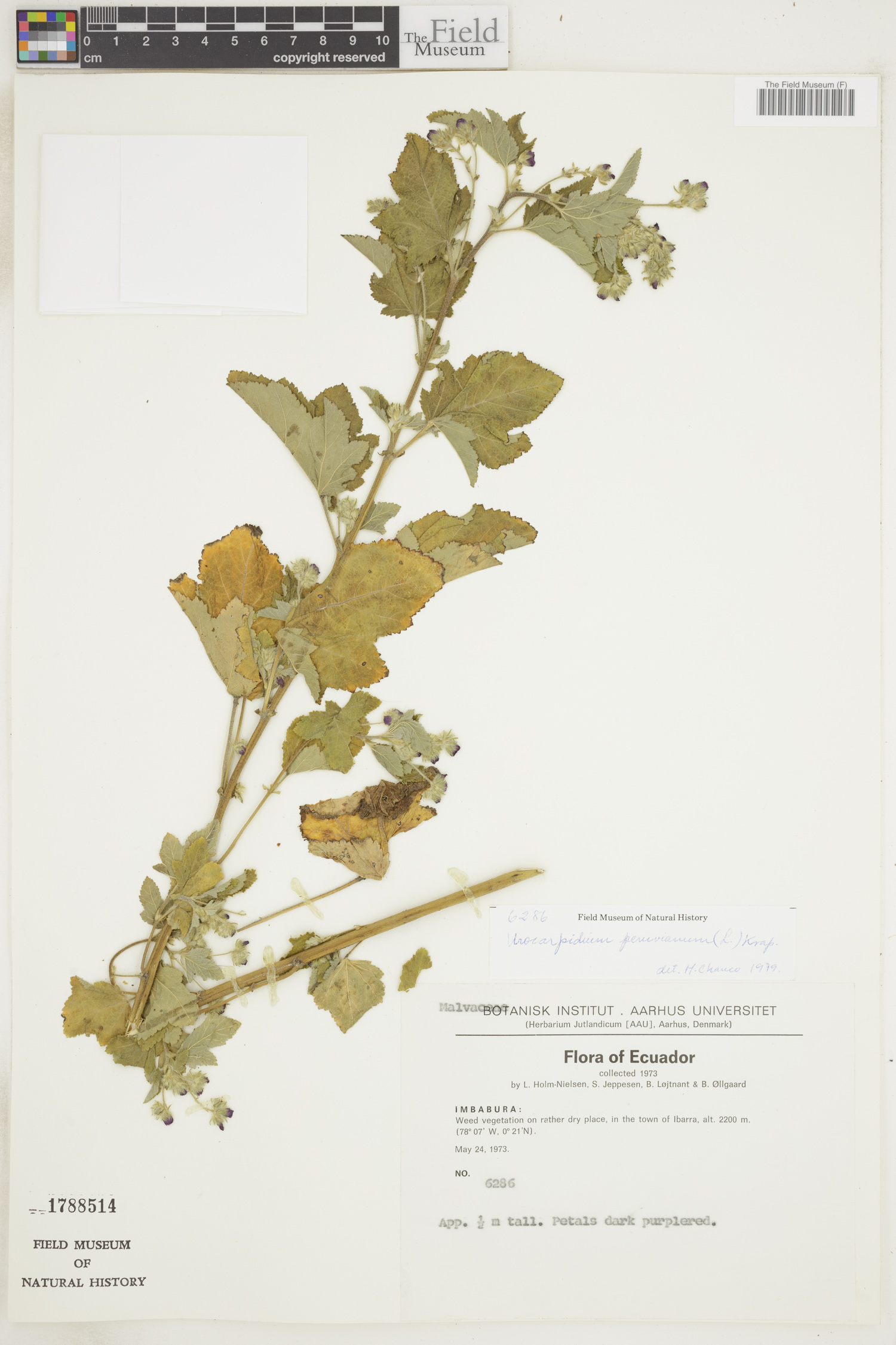 Urocarpidium peruvianum image