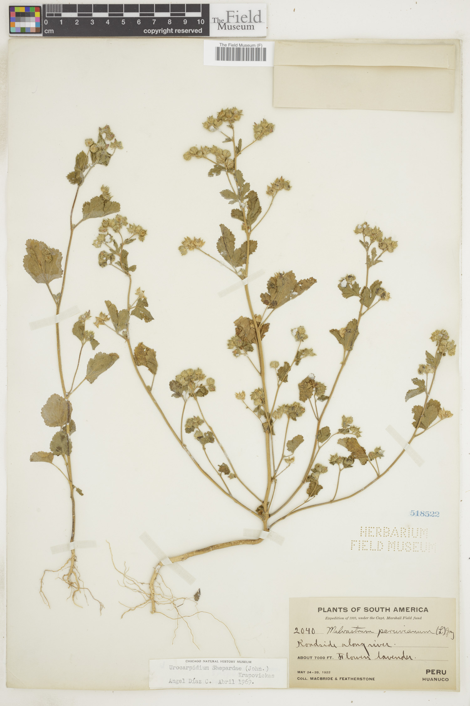 Urocarpidium shepardae image