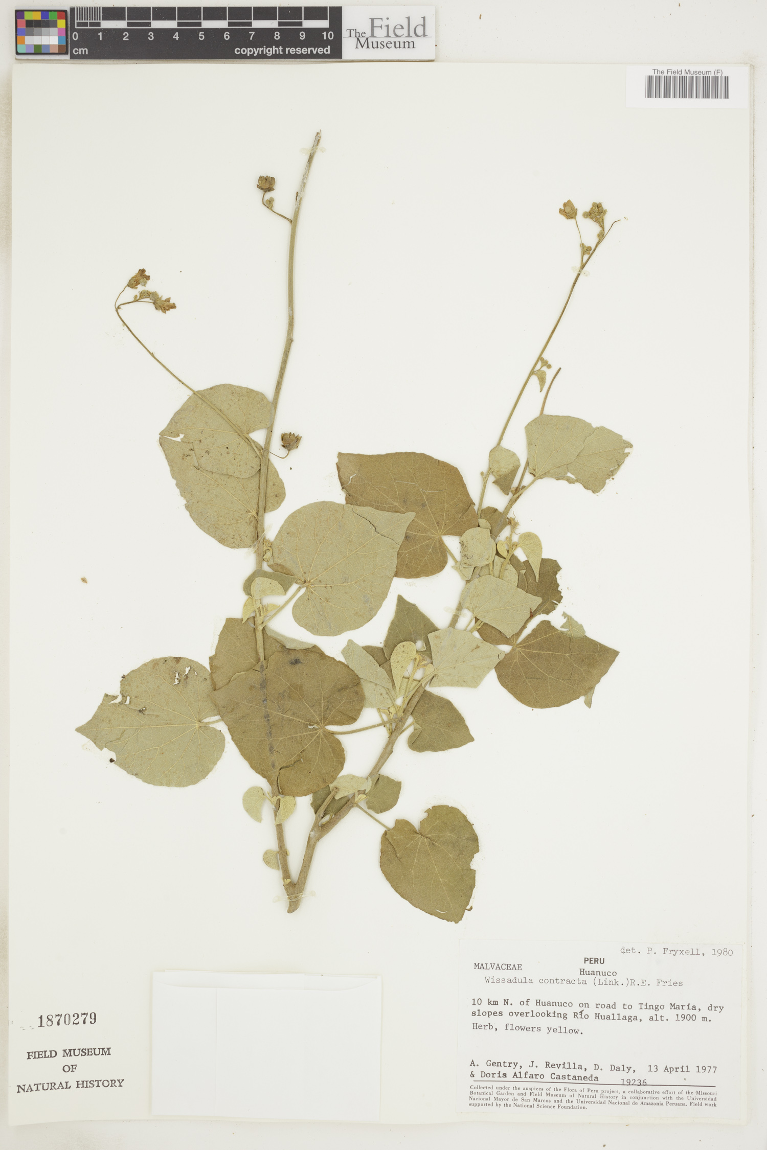 Wissadula contracta image