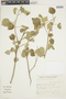 Wissadula densiflora image