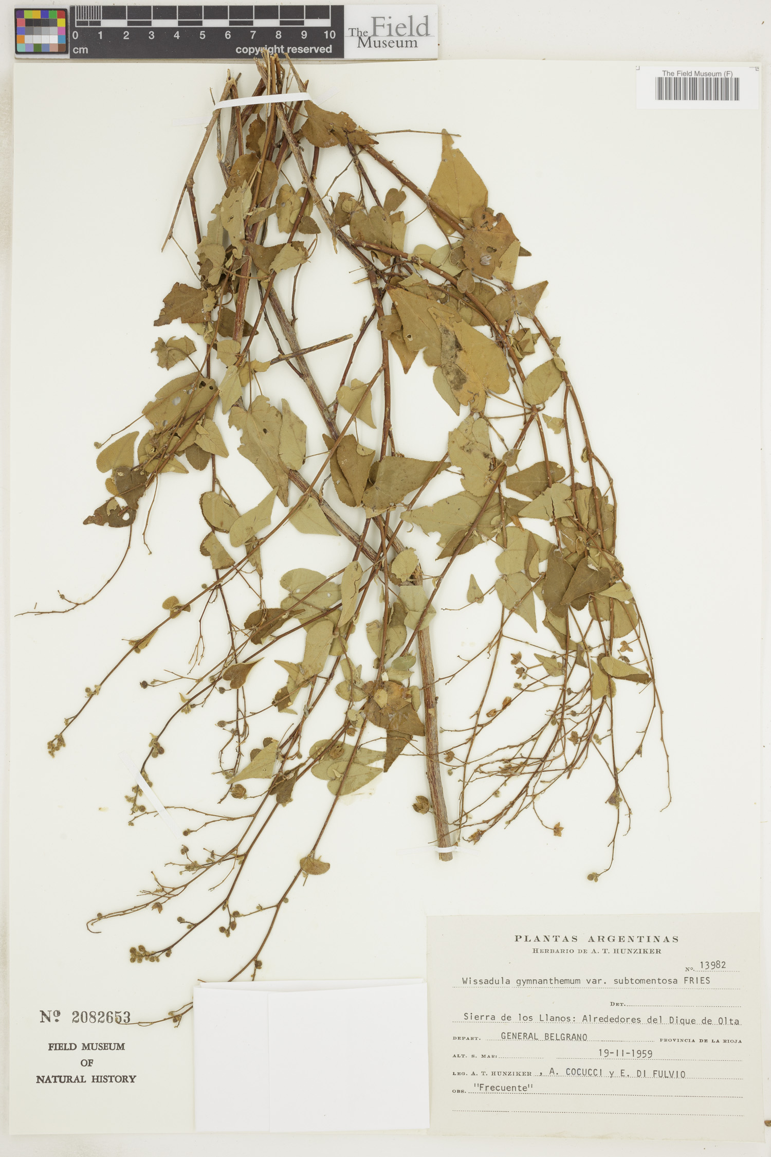 Wissadula gymnanthemum image