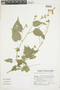 Wissadula gymnanthemum image