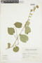 Wissadula wissadifolia image