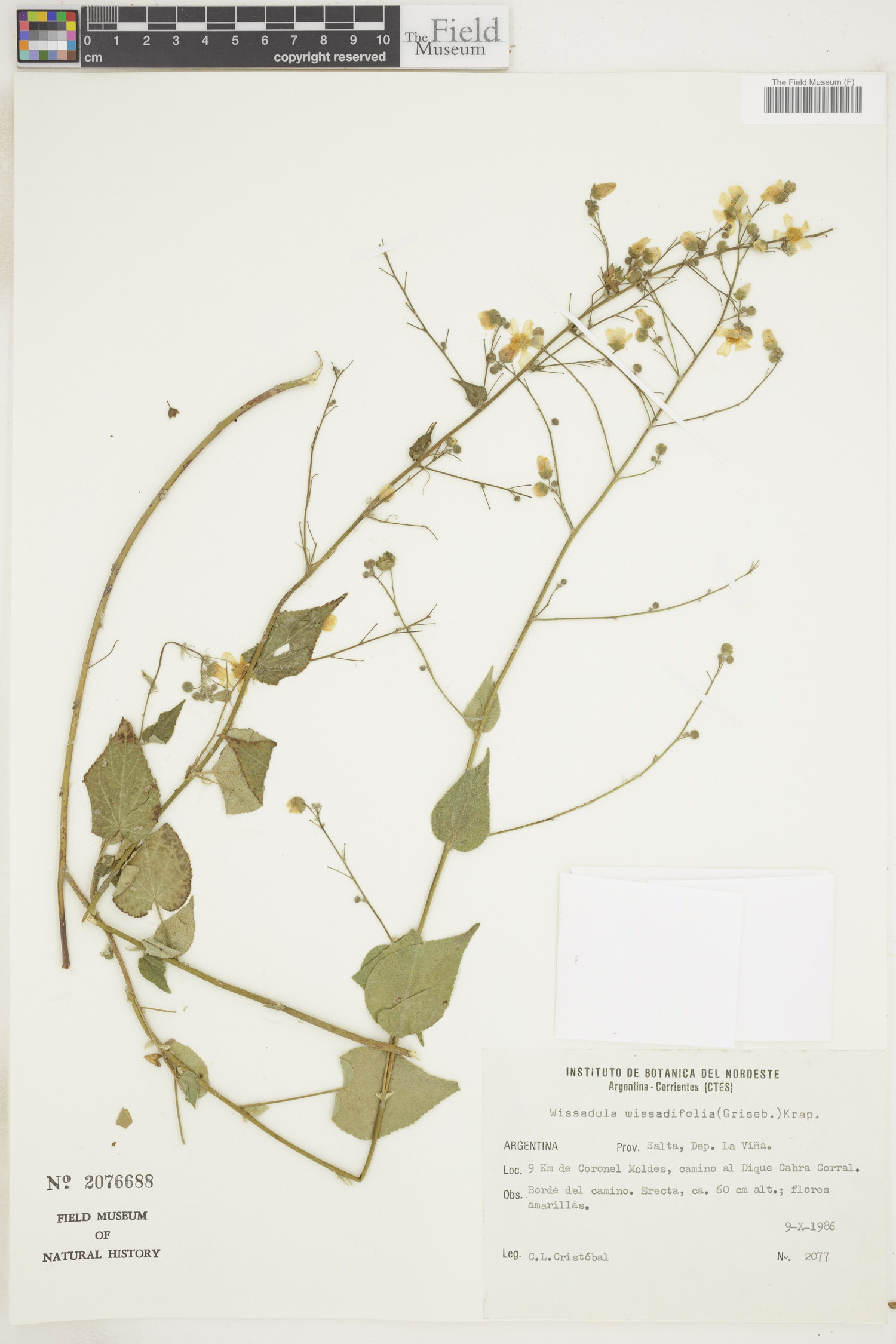 Wissadula wissadifolia image