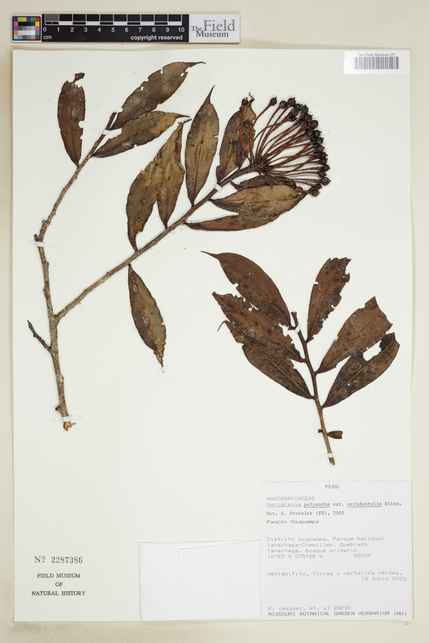 Marcgravia polyantha subsp. occidentalis image