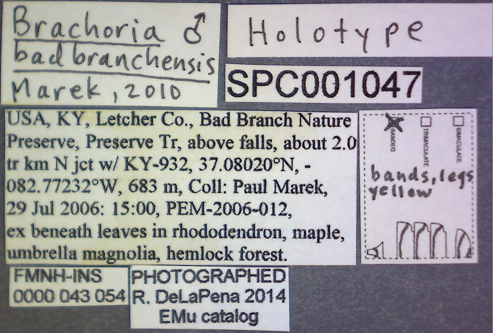 Brachoria badbranchensis image