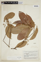 Hasseltia floribunda image