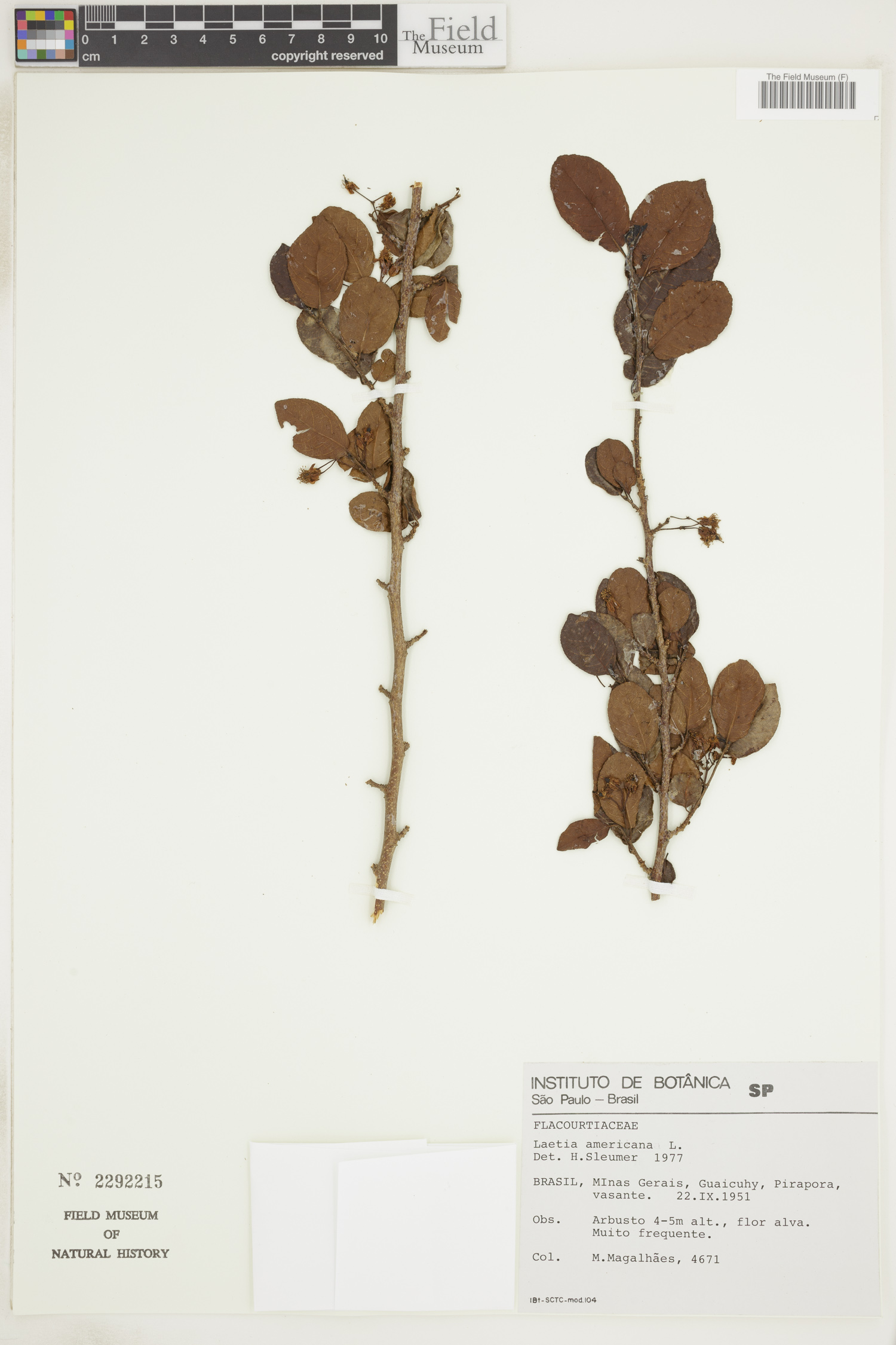 Laetia americana image