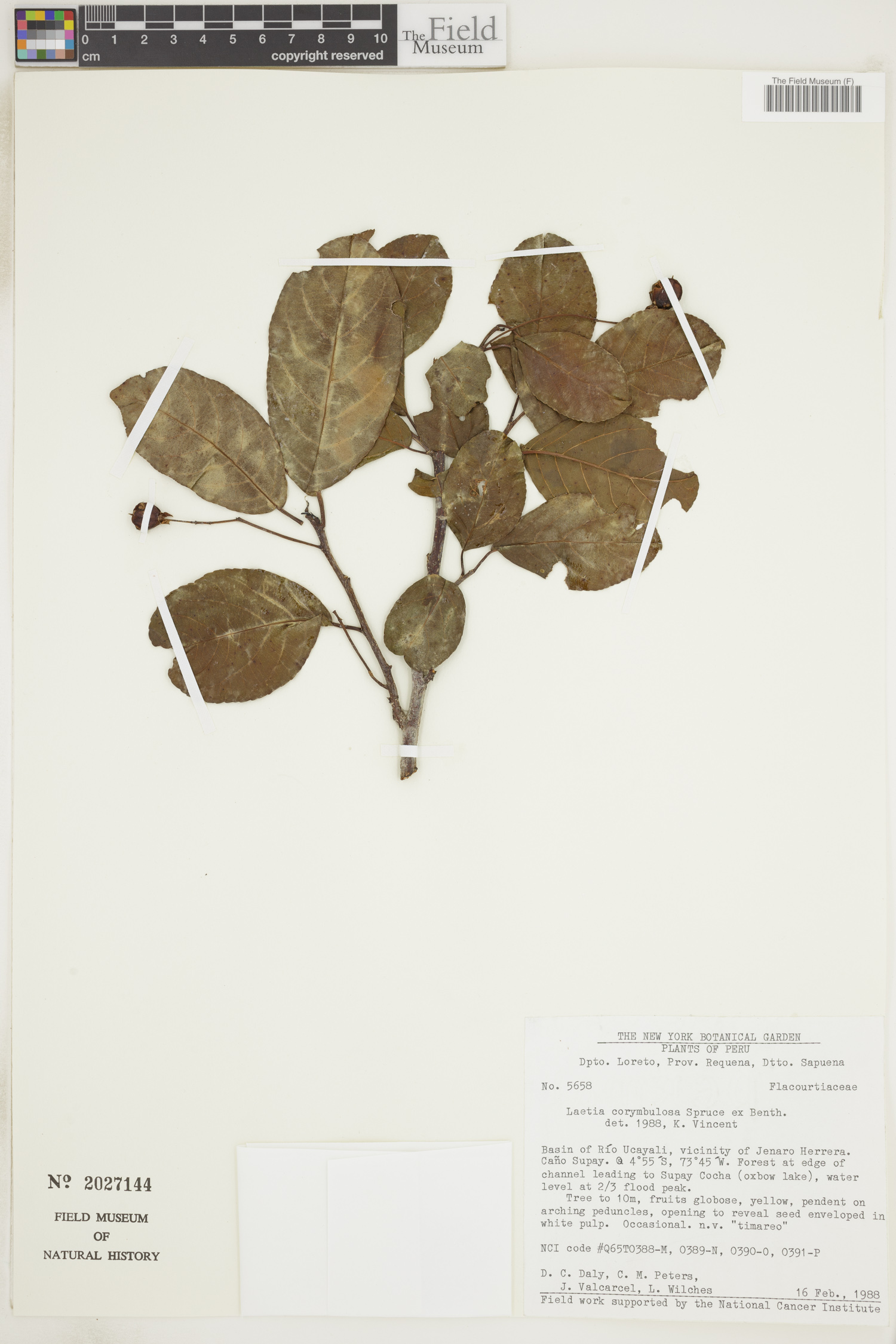 Laetia corymbulosa image