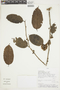Laetia ovalifolia image