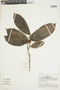 Laetia ovalifolia image