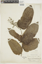 Banara guianensis image