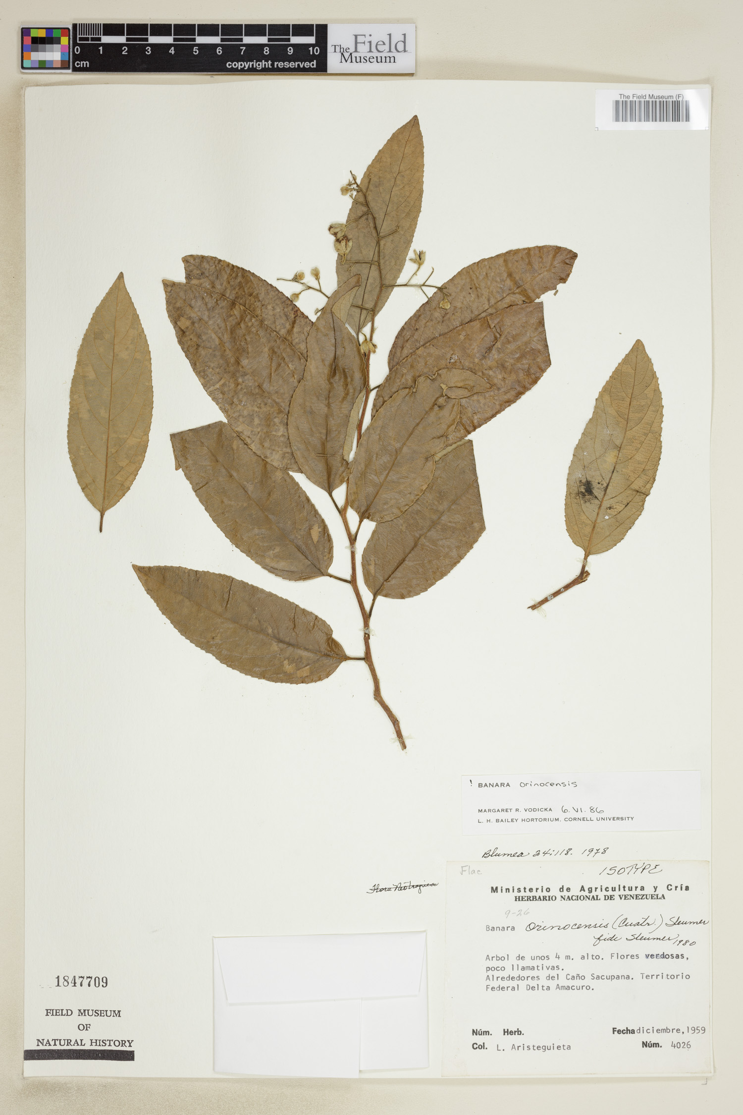 Banara orinocensis image