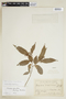 Banara parviflora image