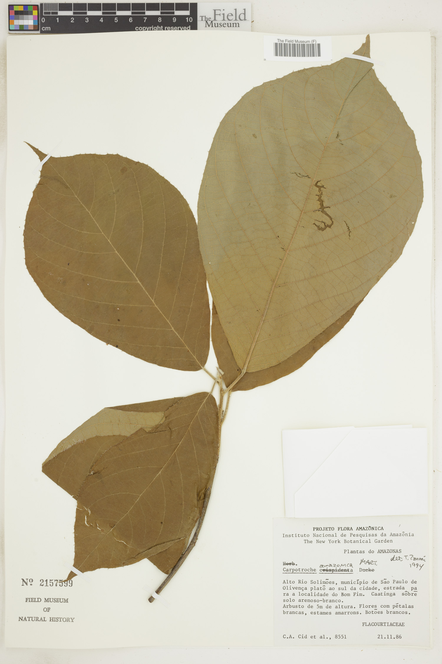 Carpotroche amazonica image