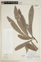 Carpotroche longifolia image