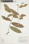 Casearia arborea subsp. arborea image