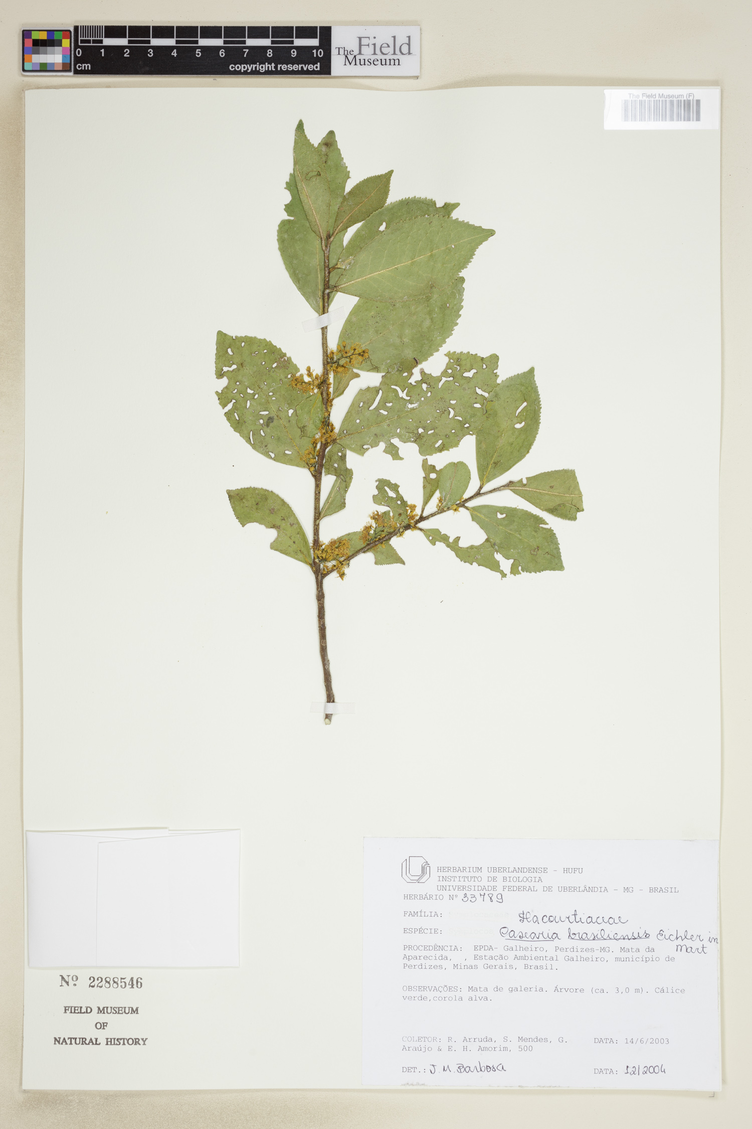 Casearia arborea subsp. arborea image