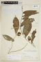 Casearia fasciculata image