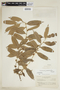 Casearia grandiflora image