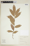 Casearia grandiflora image