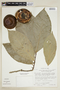 Casearia fasciculata image