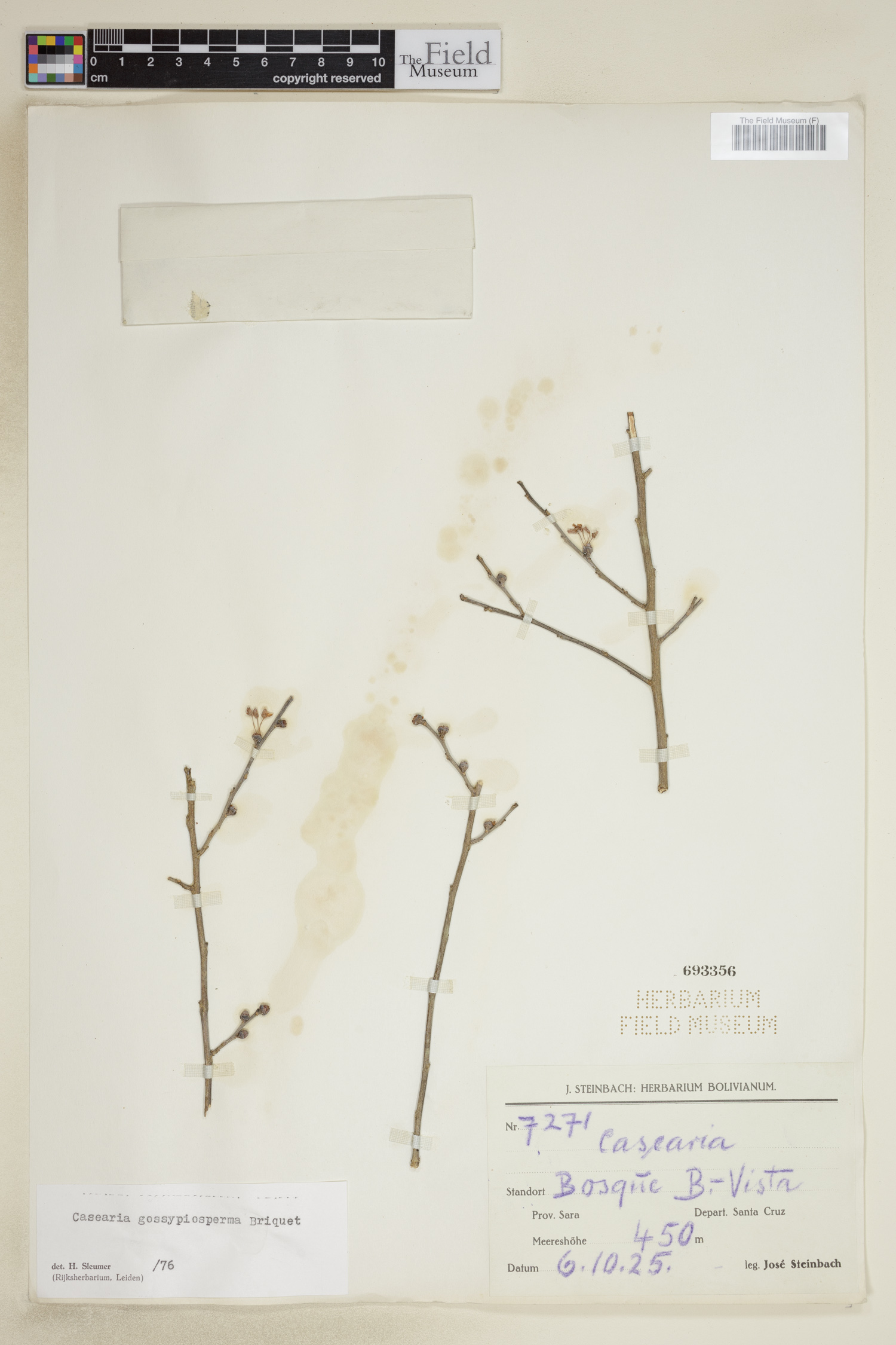 Casearia gossypiosperma image