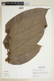 Casearia iquitosensis image