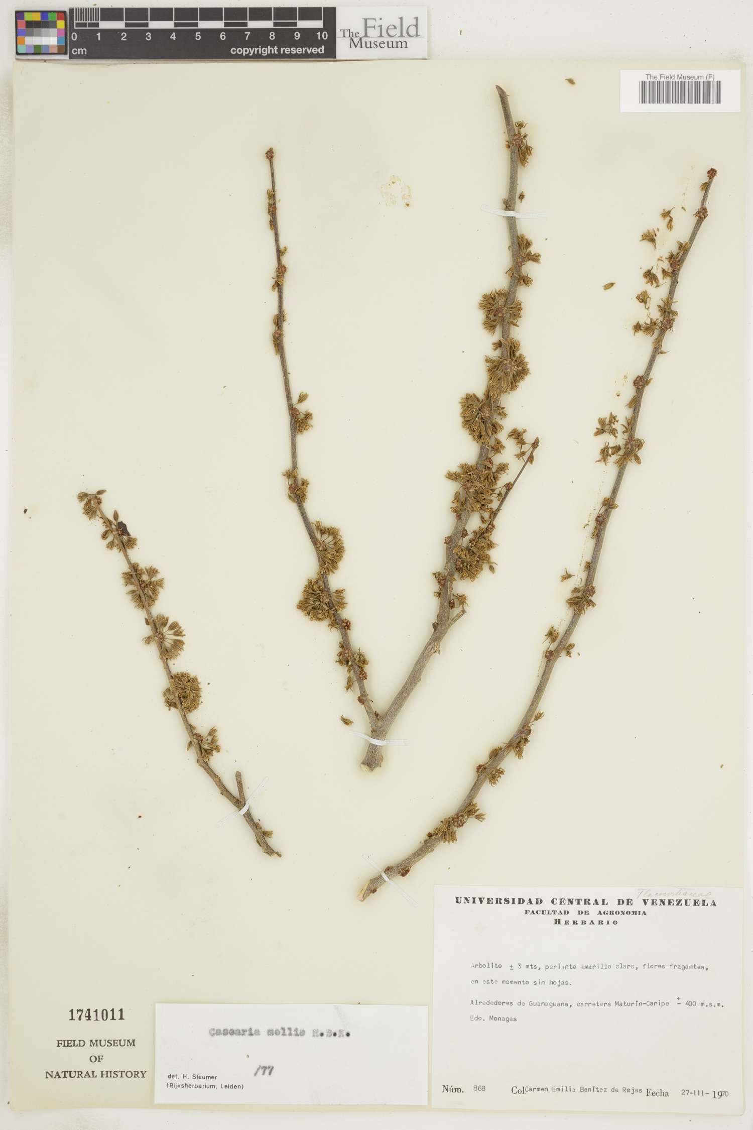 Casearia mollis image