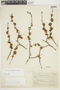 Casearia lasiophylla image