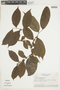 Casearia macrophylla image