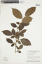 Casearia macrophylla image