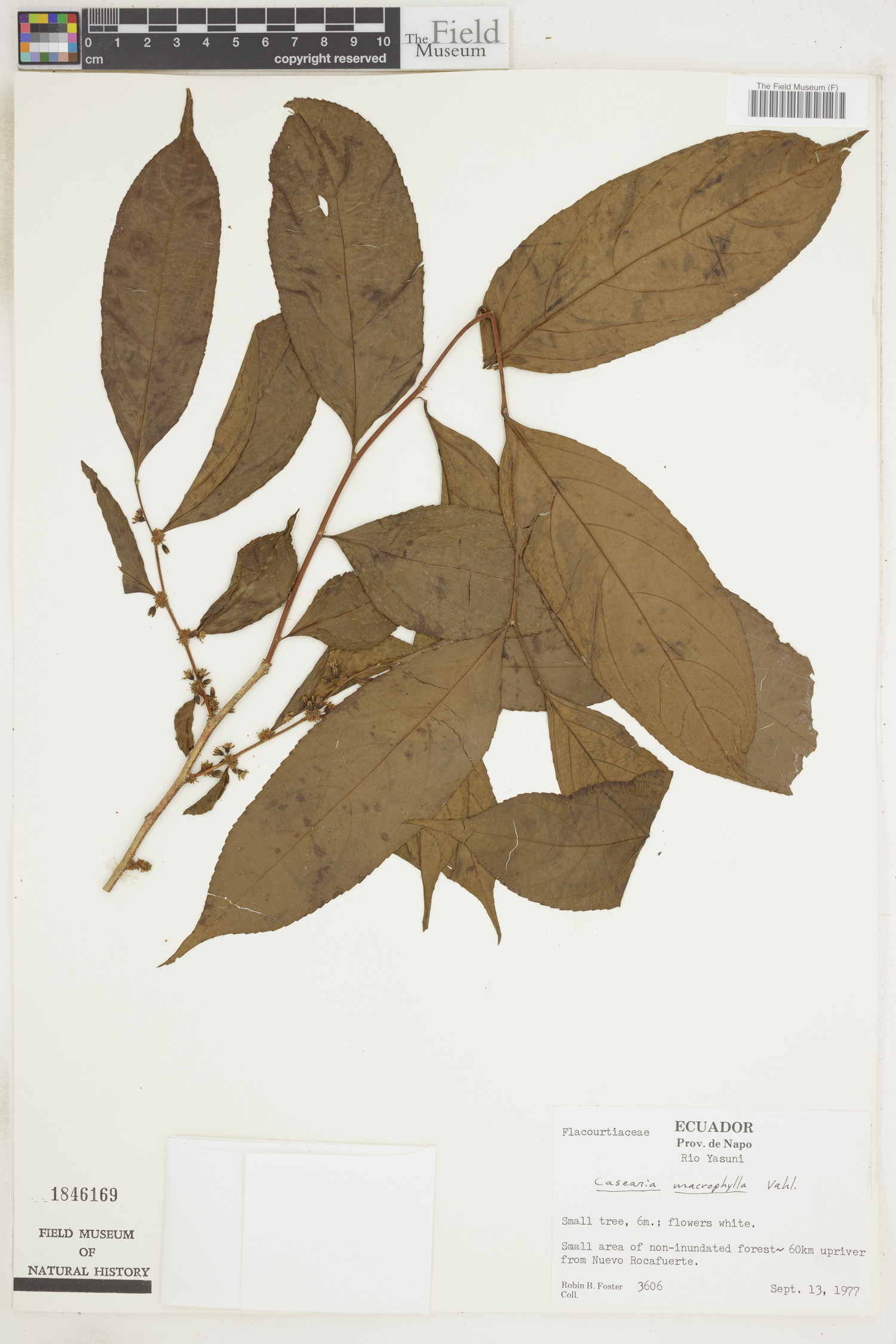 Casearia macrophylla image