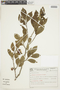 Casearia paranaensis image