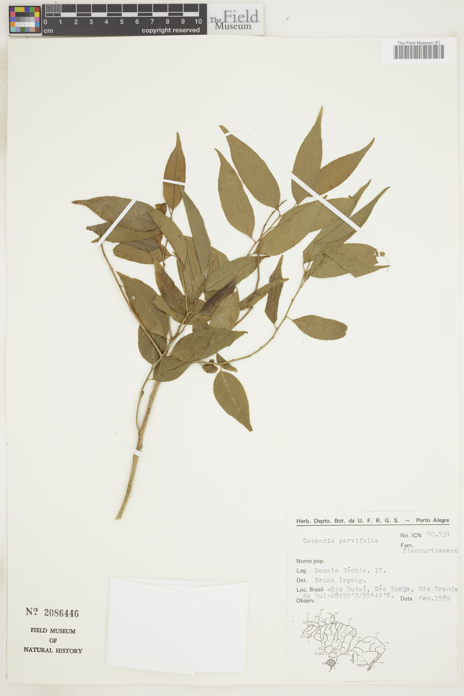 Casearia parvifolia image