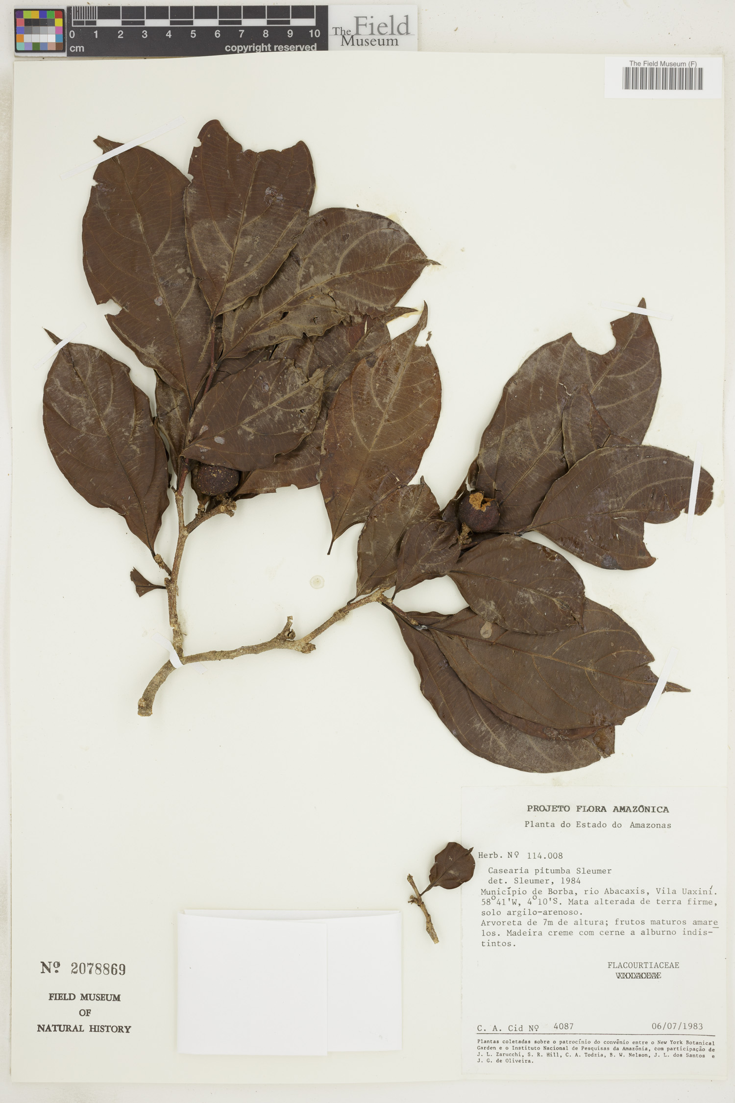 Casearia pitumba image