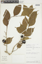 Casearia prunifolia image