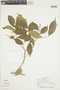Casearia prunifolia image