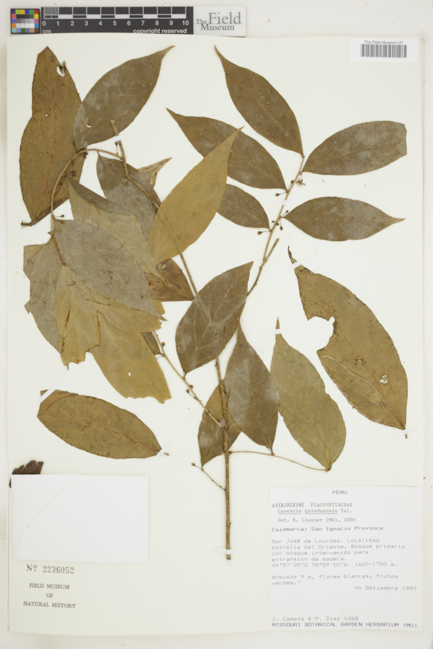Casearia quinduensis image