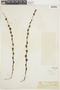 Casearia sylvestris image