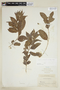 Casearia sylvestris var. sylvestris image