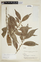 Casearia sylvestris var. sylvestris image