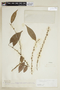 Casearia sylvestris var. lingua image