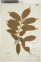 Casearia ulmifolia image