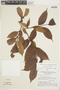 Casearia ulmifolia image
