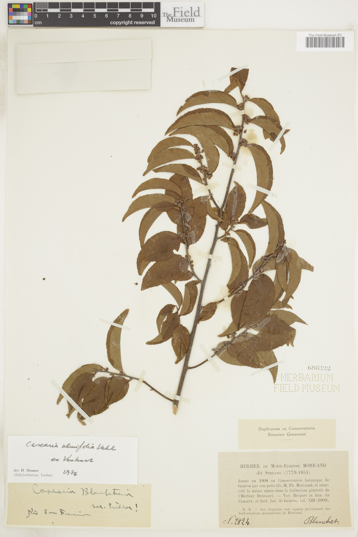 Casearia ulmifolia image