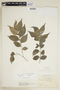 Casearia zizyphoides image